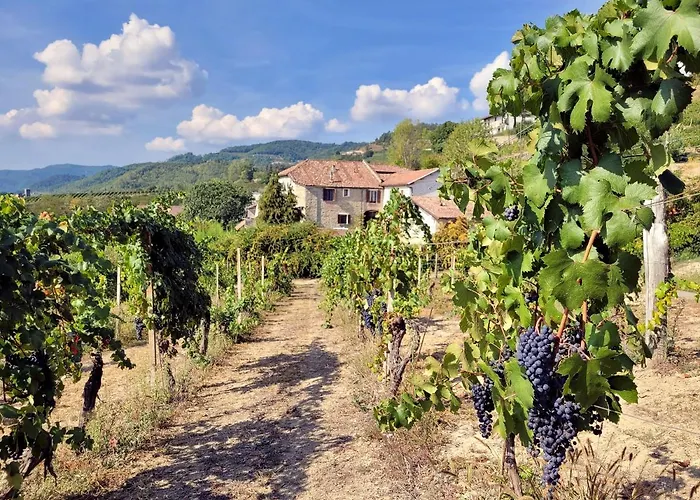 Dolcetto In Cascina Marenco Langhe Cessole