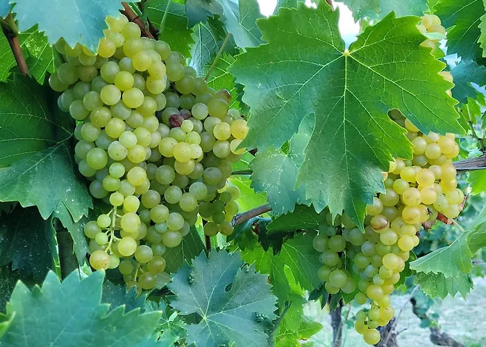 Apartamento Dolcetto In Cascina Marenco Langhe